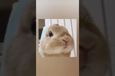 What an a cute bunny #rabbit #shorts #animal
