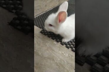 #cute #rabbit #ranbitbaby #whiterabbit #baby #bunnies #cute #rabbitbaby #shortvideo #eatingfood