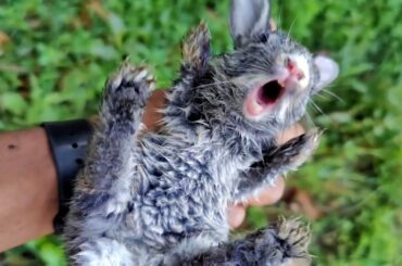 Catching a baby screaming bunny
