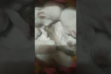 Cute Baby Rabbit sleeping #shorts #rabbit #rabbitbaby #bunnyrabbit