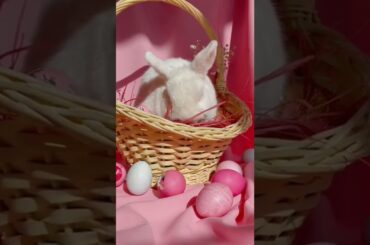 cute rabbit #shortvideo