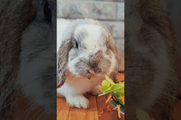 Cute Bunny | Mini Lop Rabbit | Caspian