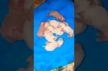 Cute rabbit baby shorts #shorts #rabbit #cuterabbit #trendingshorts #ineedyourlove