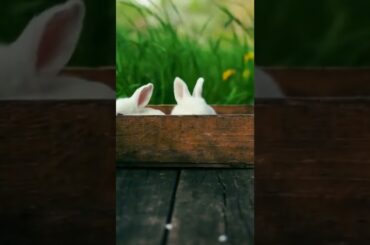 Cute baby rabbits