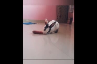 cute rabbit bunny eating carrot #eatcarrot # cutebunny #shorts