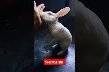 Cute rabbit ll #shorts