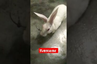 Cute rabbit #shorts