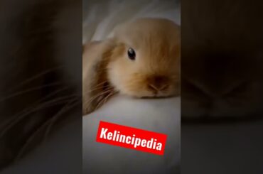 cute bunny  | KELINCIPEDIA