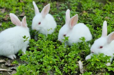 Funny and Cute Baby Bunny Rabbit Videos - Baby Animal Video