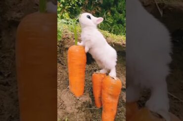Cute Rabbit