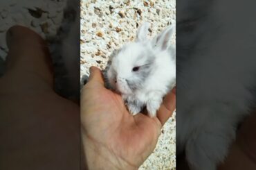 SO ADORABLE BABY BUNNY RABBITS VIDEOS, #cool  @Animals Kingdom
