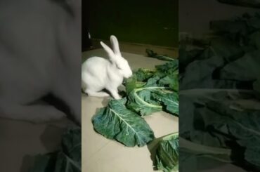 #Cute Rabbit Short