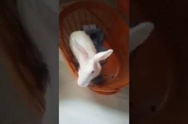 cute rabbit