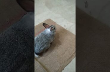 cute rabbit