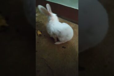 cute rabbit show !!