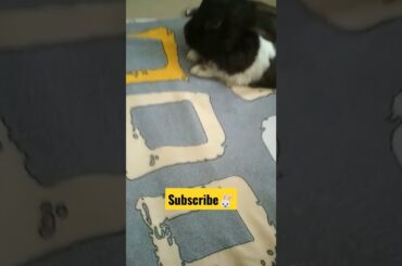 cute bunny rest time#shorts #bunny