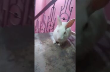 cute rabbit sitting#shorts #rabbit #youtubeshorts ##bunny #subscribe #viral #trendingshorts