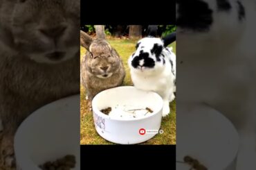 Cute bunny's