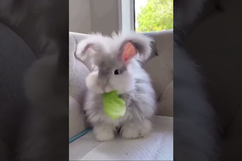 Funny and Cute Baby Bunny Rabbit Video - Baby Animal Video Compilation-cute rabbit-#shorts