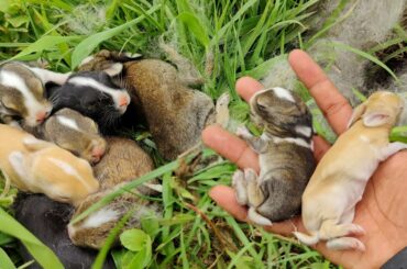 Baby bunnies found in grass - Cute rabbit sounds