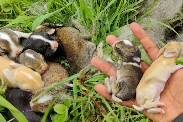 Baby bunnies found in grass - Cute rabbit sounds