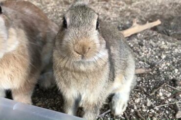 Cute baby rabbit gets into an unfortunate situation