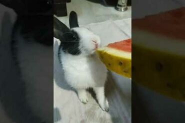 cute#rabbit#eating#watermelon#rabbitvloging