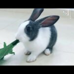 Bunny eating leaf - Cute Rabbit  #rabbit #bunny #shorts
