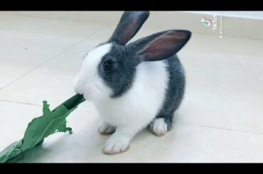 Bunny eating leaf - Cute Rabbit  #rabbit #bunny #shorts