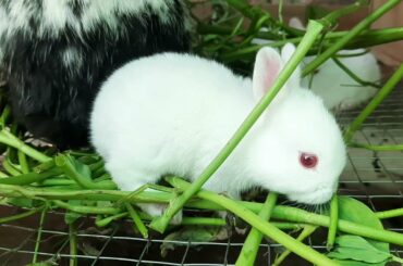 Little Bunnies | Red Eyes | Baby Playing Feeding Activities | Cute Baby Rabbit | High-End Farming