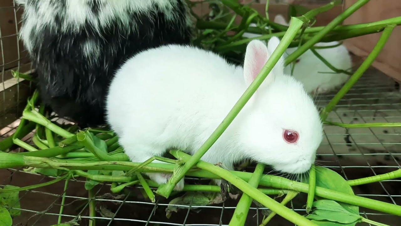 Little Bunnies | Red Eyes | Baby Playing Feeding Activities | Cute Baby Rabbit | High-End Farming