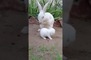 baby rabbit play with mom so cute