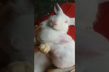 My cute Baby Rabbit are playing with Daddy Rabbit