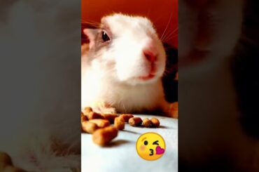 cute rabbit, bunny | I am so hungry #shorts