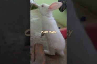 cute baby rabbit