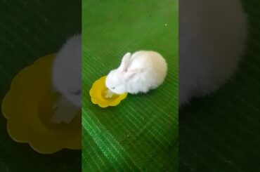 Cute Rabbit