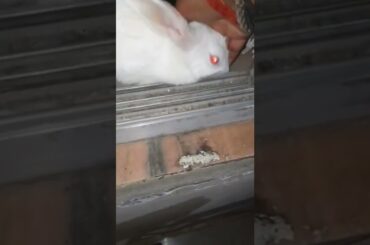 cute rabbit