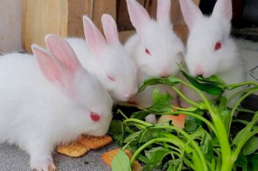 Kids Love Rabbits || Funny And Cute Baby Bunny Rabbits || Relaxing Video