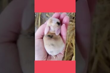 Super Cute Baby Rabbit #shorts