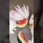 Cute Rabbit Eating Watermelon #shorts