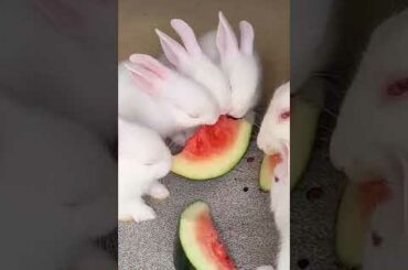 Cute Rabbit Eating Watermelon #shorts
