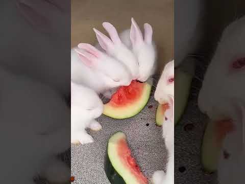 Cute Rabbit Eating Watermelon #shorts