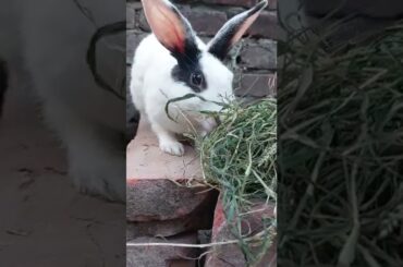 #shorts#cute#bunny#rabbit#khorgosh#baby