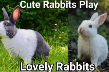 Funny and Cute Baby bunny Rabbit videos-Baby Animal Video|| Cute Rabbit Baby || Rabbit Cute Baby ||