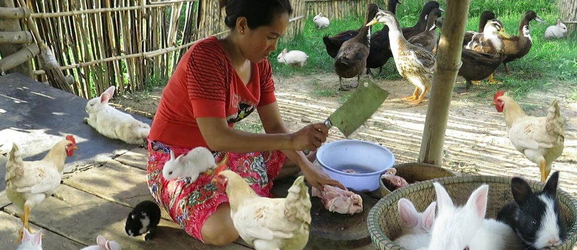 Women breastfeed rabbits and cook for animals - Cute baby rabbit are happy and eat deliciously.