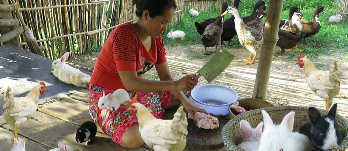 Women breastfeed rabbits and cook for animals – Cute baby rabbit are happy and eat deliciously. Women breastfeed rabbits and cook for animals - Cute baby rabbit are happy and eat deliciously.