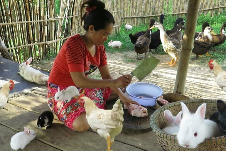 Women breastfeed rabbits and cook for animals - Cute baby rabbit are happy and eat deliciously.