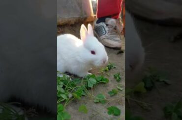 Cute rabbit baby bunny #rabbit #rabbits #rabbitlifestyle #rabbitbaby #bunny #bunnyrabbit #cutebaby