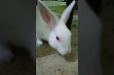 cute rabbit #shorts #youtubeshorts #yshorts #viral #subscribe #trending