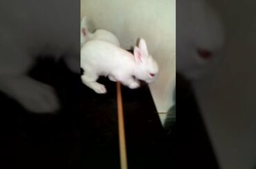 FUNNY  VIDEO! CUTE BABY BUNNY RABBITS FLY, #funny #real  @Animals Kingdom